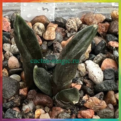 Ariocarpus retusus SB 334