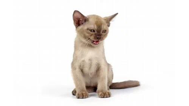 котенок шоколадного окраса