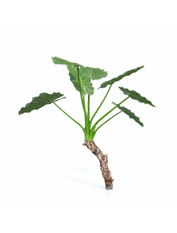 тропические Алоказия крупнокорневая 01 01