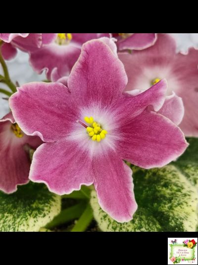 НД-Наталка-Полтавка (Н. Данилова-Суворова) 2018 г.