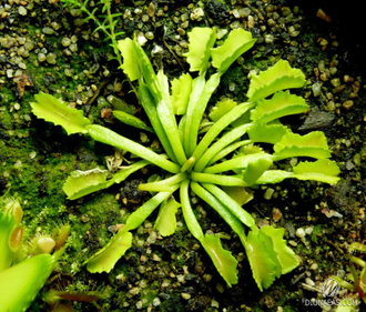 Dionaea muscipula Wacky trap