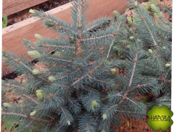 ЕЛЬ КОЛЮЧАЯ ГЛАУКА (саженец 40 см) идеальная новогодняя ель