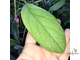 Hoya Ranauensis (Sp. Borneo)