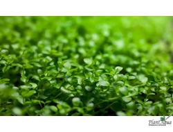 MICRANTHEMUM TWEEDIEI "MONTE CARLO"/ МИКРАНТЕМУМ "МОНТЕ КАРЛО" (меристемный) XL КОНТЕЙНЕР