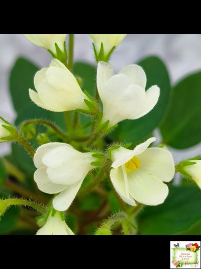 Chantaspring (R. Р. Hair) 1996 г. трейлер