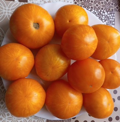 Томат Сладкий Солано (AAA Sweet Solano)