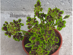 Колеус TN Tammi