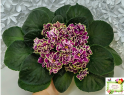 ВаТ-Классический Вкус (Т. Валькова) 2019 г.