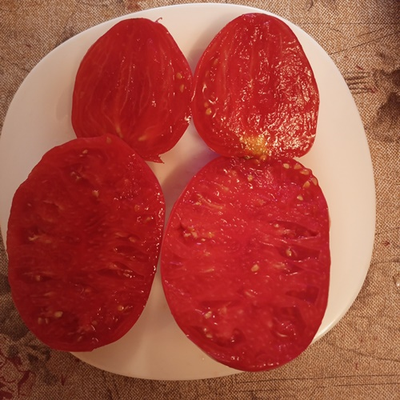 томат сокровище вечности