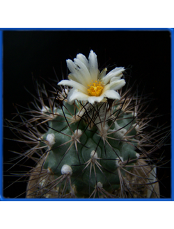 Gymnocactus gielsdorfianus RS 1177A