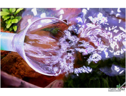 Акриловая насадка Lily Pipe на выход внешнего фильтра