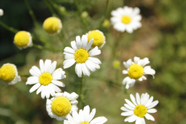 Ромашки