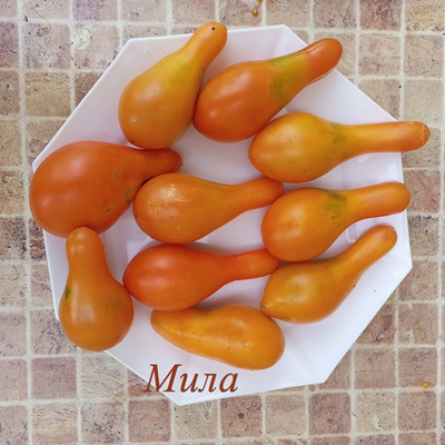 Томат Мила (Mila)