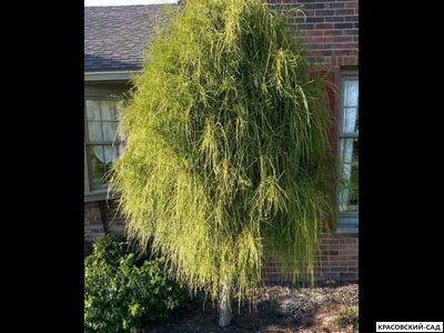 Туя Филиформис - Filiformis