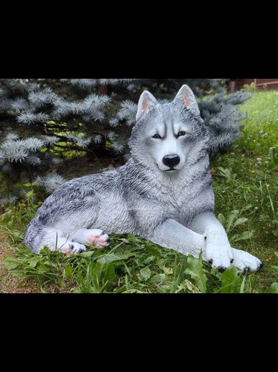 Хаски - садовая фигура 65*44см  6кг   экологичный полистоун Россия  5278/012308 Не боится влаги и перепадов температур.