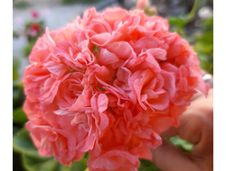 П162 Пеларгония Vina укорененный черенок