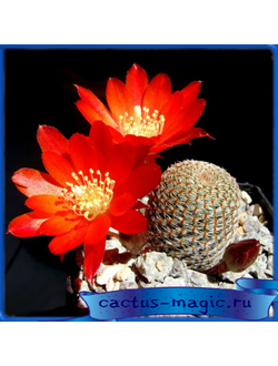 Aylostera heliosa v. condorensis L 401