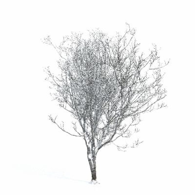 зимние Вишня зимняя 5