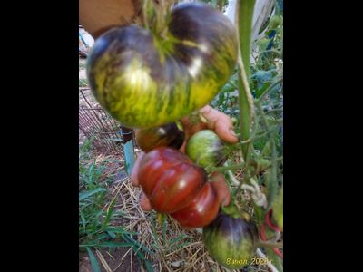 Томат Rebel Starfighter Prime (Мятежный звездный истребитель)