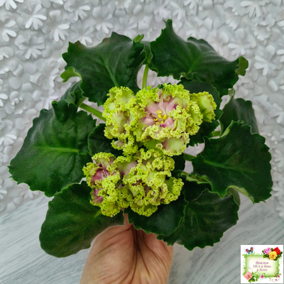 ЕК-Исполнение Желаний (Е. Коршунова) 2023 г. (лист посажен 13.01.26)