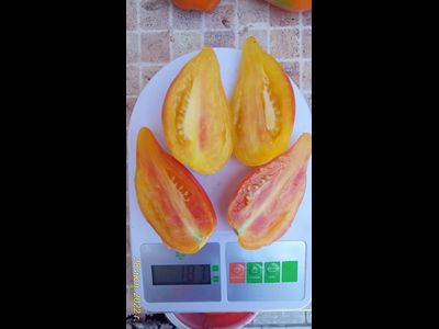 Томат Похвала Марины, (Marina's Praise, Гордость Марины)