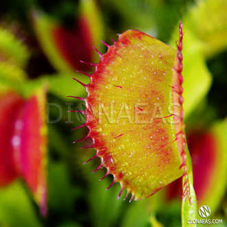 Dionaea muscipula Short teeth