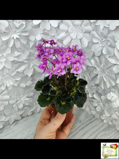 LV-Ланселот (Л. Шевелева) 2025 г. (клакамасный гёрл с кроновой пестролистностью)