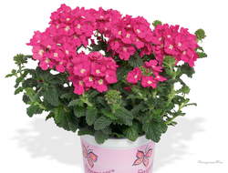Вербена  Empress Flair Pink Charme 8