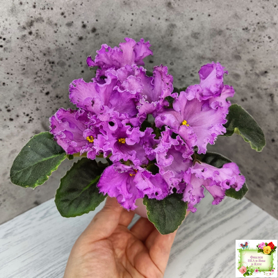 НК-Императорский Сад (Н.Козак) 2019 г. (лонг листва)