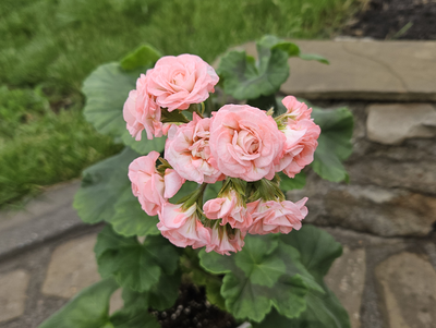 Пеларгония ЮГ-Сплетница