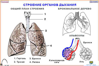 Человек и его здоровье. Дыхание (10 шт), комплект кодотранспарантов (фолий, прозрачных пленок)