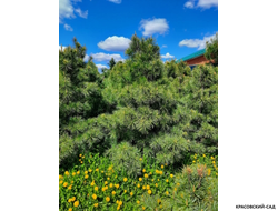 Корейский кедр - Pinus Koraiensis