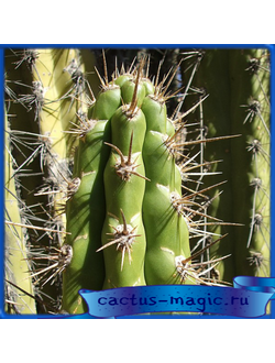 Corryocactus brevistylus IDD 1941