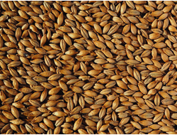 Солод Extra Pale Malt 3 EBC Crisp (Англия), 1 кг