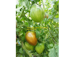 Томат Огненный гребень (Cresta di Fuoco) шоколадный, Италия