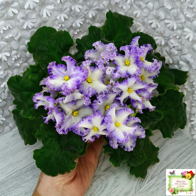 РМ-Франческа (Н. Скорнякова) 2019 г.