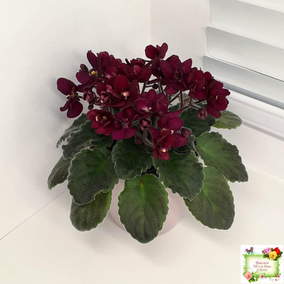 Jolly Fire (H.Pittman) (9715) 01/15/2007