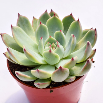 Echeveria Parva