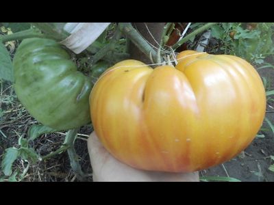 Томат Деревенский (HILBILLY)