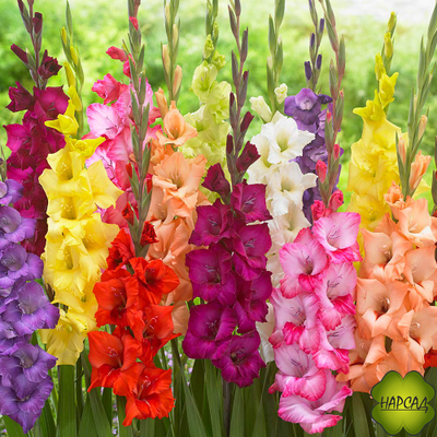 ЛУКОВИЦЫ ГЛАДИОЛУСОВ В АССОРТИМЕНТЕ КРУПНЫЙ РАЗБОР (В НАЛИЧИИ С 1 МАРТА 2024)