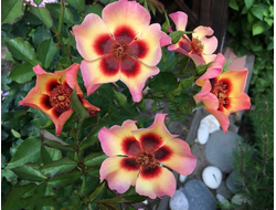 Фенси Бебилон Айс (Fancy Babylon Eyes)