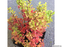 Барбарис Тунберга Powwow - фото в саду - красовский-сад.рф