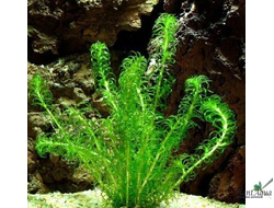 Elodea densa