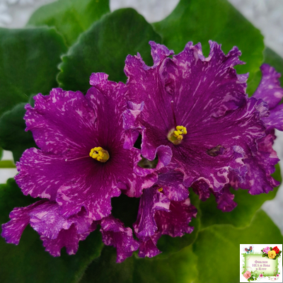 АВ-Тайны Востока (Фиалковод) 2022 г. (детка)