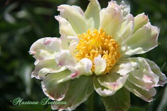 Paeonia green lotus