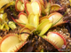 Dionaea muscipula Yellow