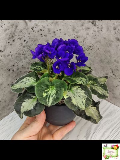 Harmony&#039;s Little Stinker (Harmony) листовая химера (пасынок сорт укоренённый)