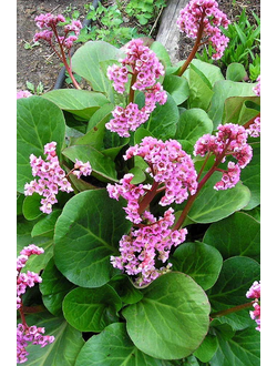 Бадан гибридный Winterglut