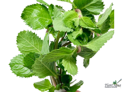 Синема  (пучок)