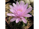 Gymnocalycium achirasense VG 705a